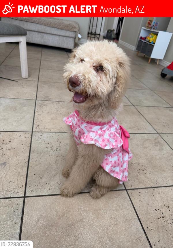 Lost Female Dog last seen Near ave. Buckeye, Avondale, AZ 85323