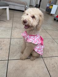 Lost Female Dog last seen Near ave. Buckeye, Avondale, AZ 85323