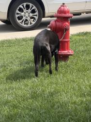 Found/Stray Unknown Dog last seen Holiday Lane , Columbia, TN 38401