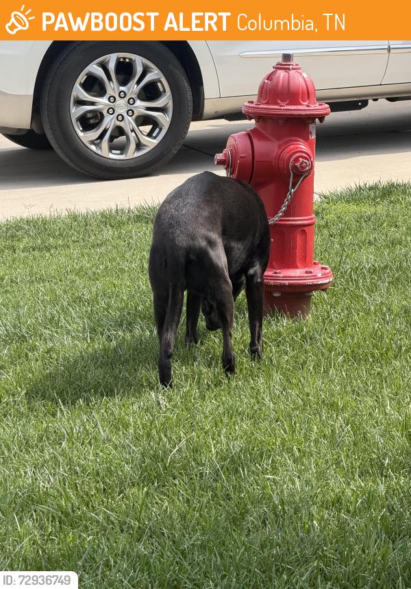 Found/Stray Unknown Dog last seen Holiday Lane , Columbia, TN 38401