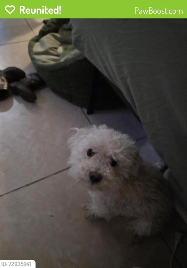 Reunited Female Dog last seen Pacific High School, San Bernardino, CA 92404