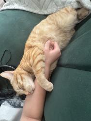 Reunited Male Cat last seen John f Kennedy blv manville, Manville, NJ 08835