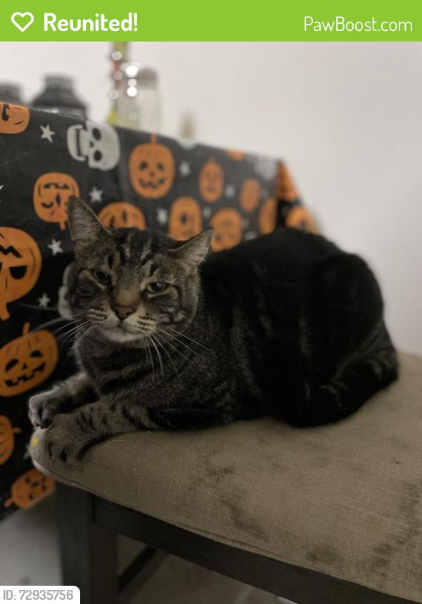 Reunited Male Cat last seen Masters street & Jocelyn way, Elk Grove, CA 95758