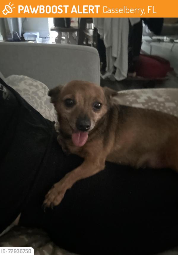 Found/Stray Female Dog last seen Murphy Rd. S Edgemon Ave, Casselberry, FL 32707