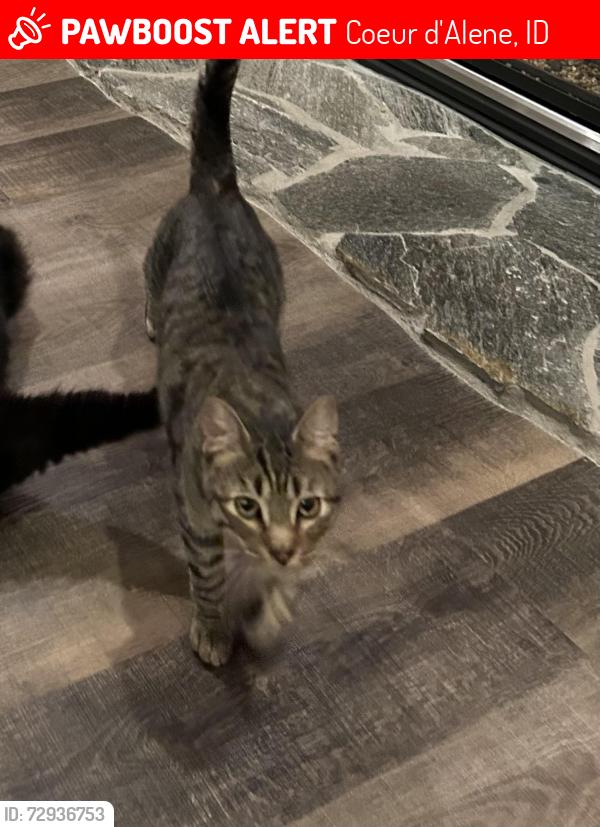 Lost Male Cat last seen Saint Croix and Madellane, Coeur d'Alene, ID 83815