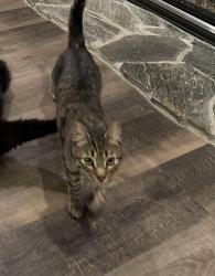 Lost Male Cat last seen Saint Croix and Madellane, Coeur d'Alene, ID 83815