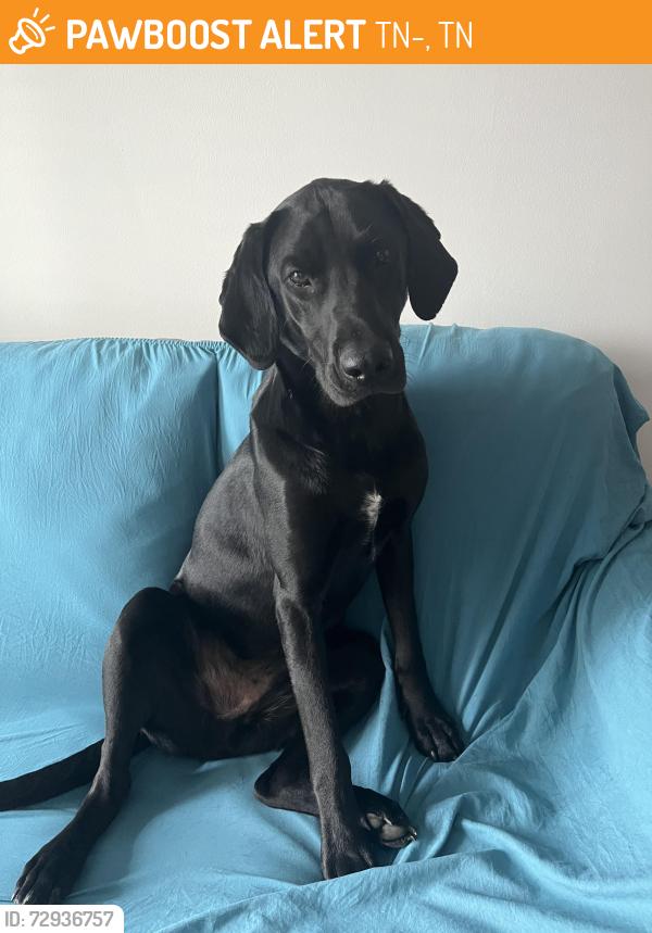 Found/Stray Male Dog last seen Going towards Riverview Campground , TN-107, TN 37641