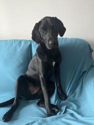 Found/Stray Male Dog last seen Going towards Riverview Campground , TN-107, TN 37641