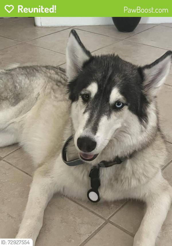 Reunited Male Dog last seen Near W Van Buren, Phoenix, AZ 85007