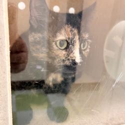 Shelter Stray Female Cat last seen , Philadelphia, PA 19140