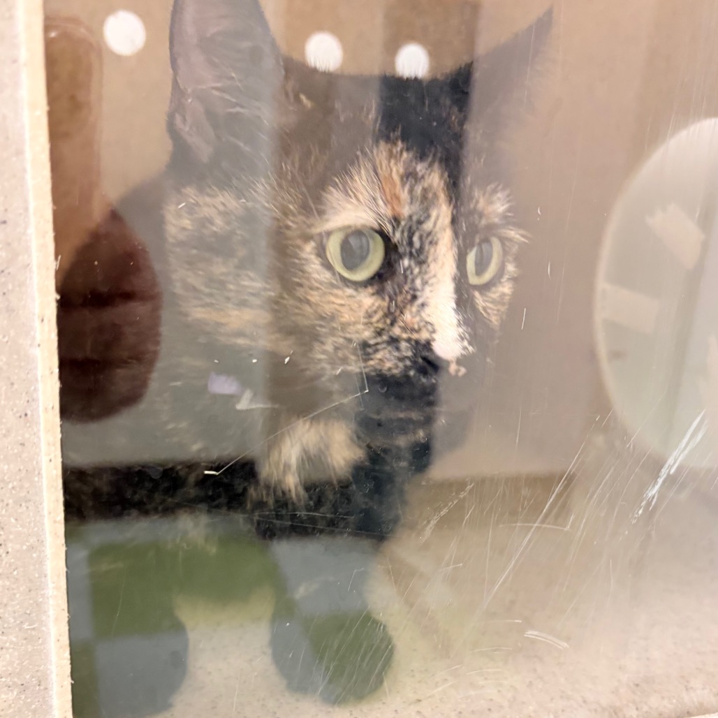 Shelter Stray Female Cat last seen , Philadelphia, PA 19140