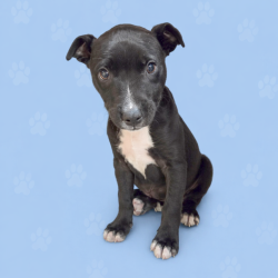 Shelter Stray Male Dog last seen , Memphis, TN 38133