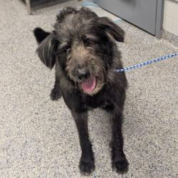 Shelter Stray Male Dog last seen , Greenville, SC 29609