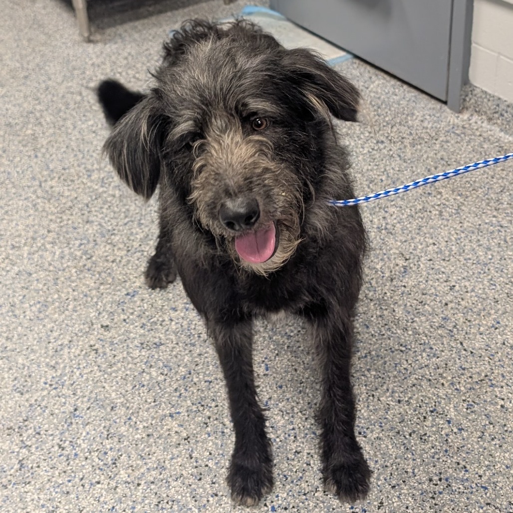Shelter Stray Male Dog last seen , Greenville, SC 29609