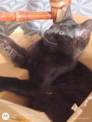Lost Male Cat last seen Thorntons gas station , Chicago, IL 60632