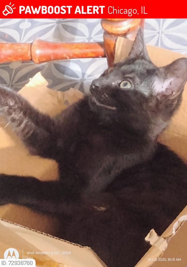 Lost Male Cat last seen Thorntons gas station , Chicago, IL 60632
