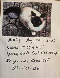 Lost Female Cat last seen 1st street, Grant-Valkaria, FL 32949