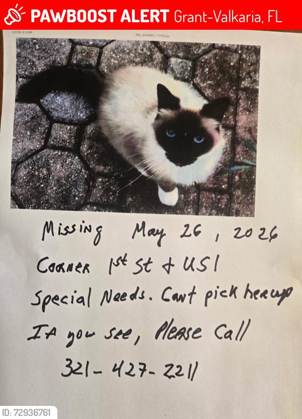 Lost Female Cat last seen 1st street, Grant-Valkaria, FL 32949