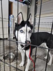 Found/Stray Female Dog last seen Madrid Dr. , Lupine and Oak Glenn, Vista, CA 92081