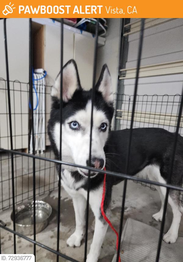 Found/Stray Female Dog last seen Madrid Dr. , Lupine and Oak Glenn, Vista, CA 92081