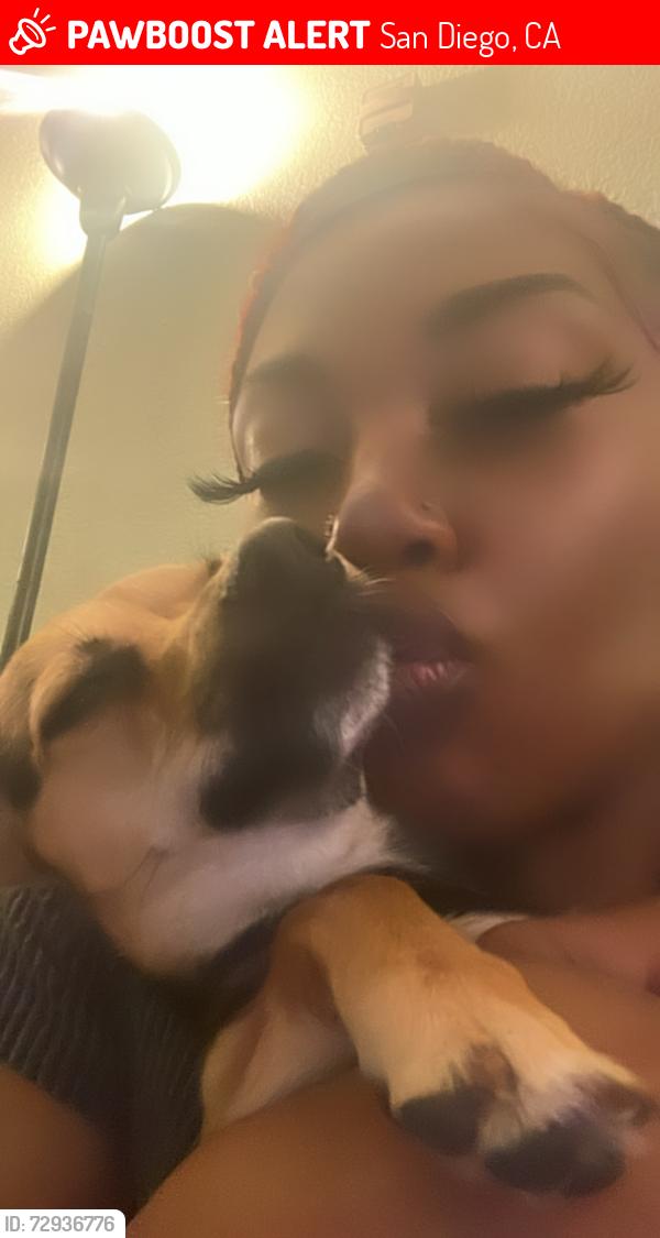 Lost Female Dog last seen At home , San Diego, CA 92105