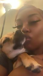 Lost Female Dog last seen At home , San Diego, CA 92105