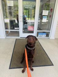Reunited Male Dog last seen Blue Ridge Fire Department , East Flat Rock, NC 28726