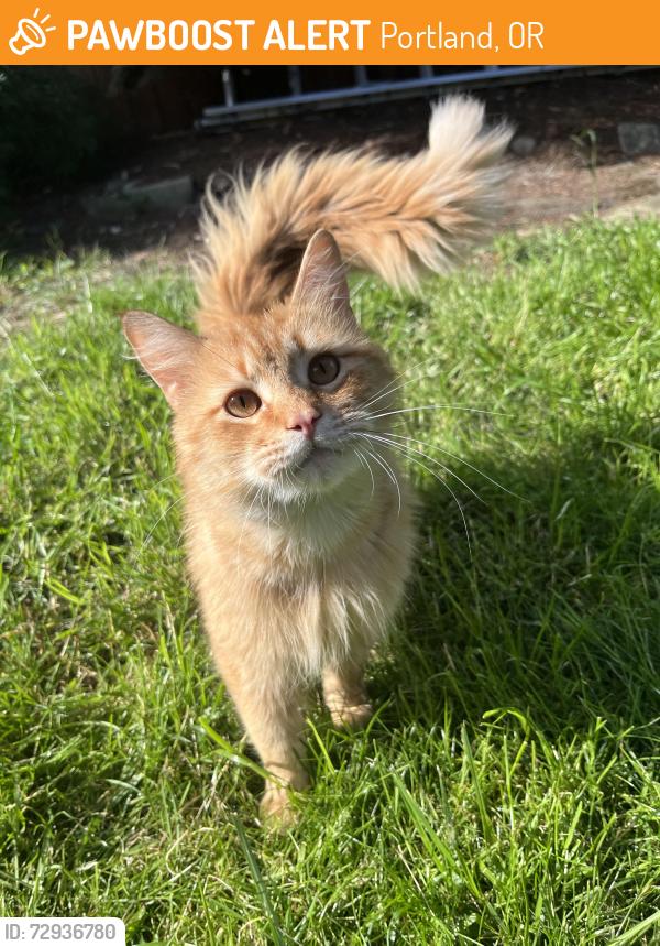 Found/Stray Unknown Cat last seen Peninsular and Columbia, Portland, OR 97217