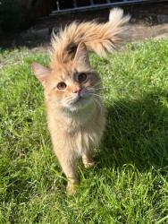 Found/Stray Unknown Cat last seen Peninsular and Columbia, Portland, OR 97217