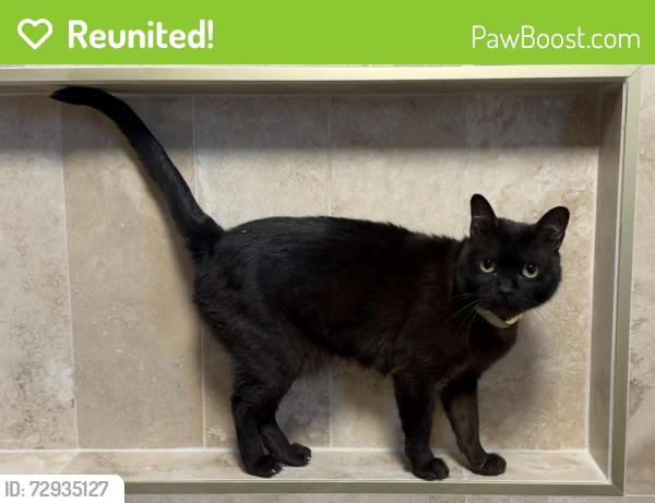Reunited Male Cat last seen Williams Lumber, Hudson, NY 12534