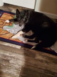 Lost Male Dog last seen Hwy 290 Hye texas, Hye, TX 78635