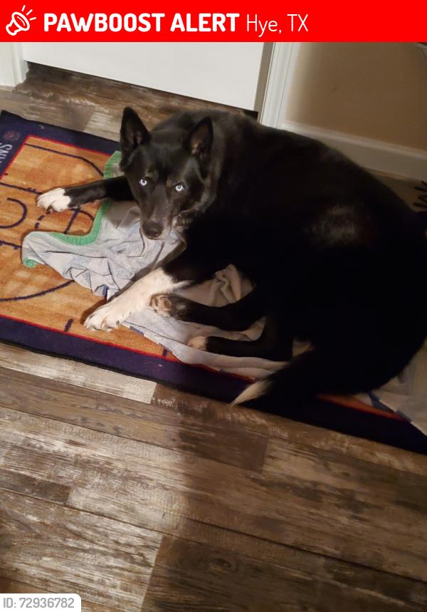 Lost Male Dog last seen Hwy 290 Hye texas, Hye, TX 78635