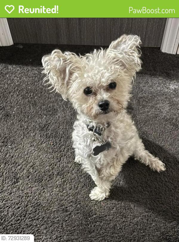 Reunited Male Dog last seen Chambers, Hadley, Lisbon , Milwaukee, WI 53210