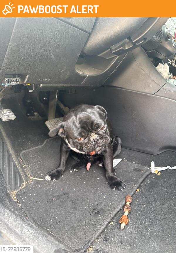 Surrendered Male Dog last seen Pajarito rd , Bernalillo County, NM 87121