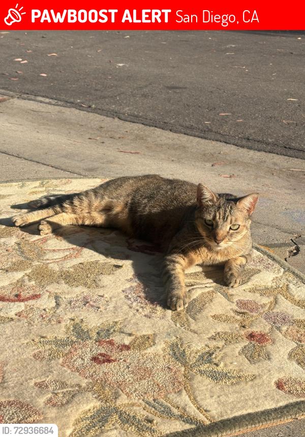 Lost Female Cat last seen Apple Tree Drive & Antigua Blvd, San Diego, CA 92124