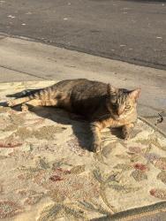 Lost Female Cat last seen Apple Tree Drive & Antigua Blvd, San Diego, CA 92124