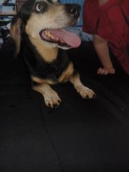 Found/Stray Male Dog last seen Braebury Dr and Pembrook Dr, Leesburg, FL 34748