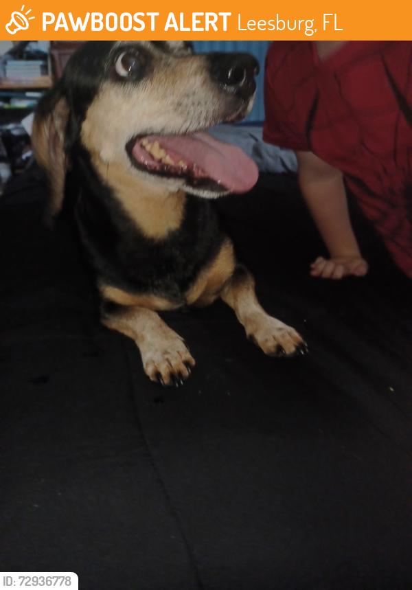 Found/Stray Male Dog last seen Braebury Dr and Pembrook Dr, Leesburg, FL 34748