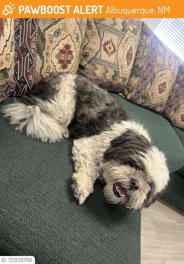Found/Stray Female Dog last seen Found her in the median near Unser and Denis Chavez, Albuquerque, NM 87121