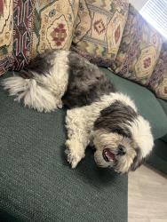 Found/Stray Female Dog last seen Found her in the median near Unser and Denis Chavez, Albuquerque, NM 87121