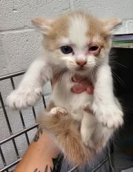 Shelter Stray Female Cat last seen Forest park, Oklahoma City, OK 73110