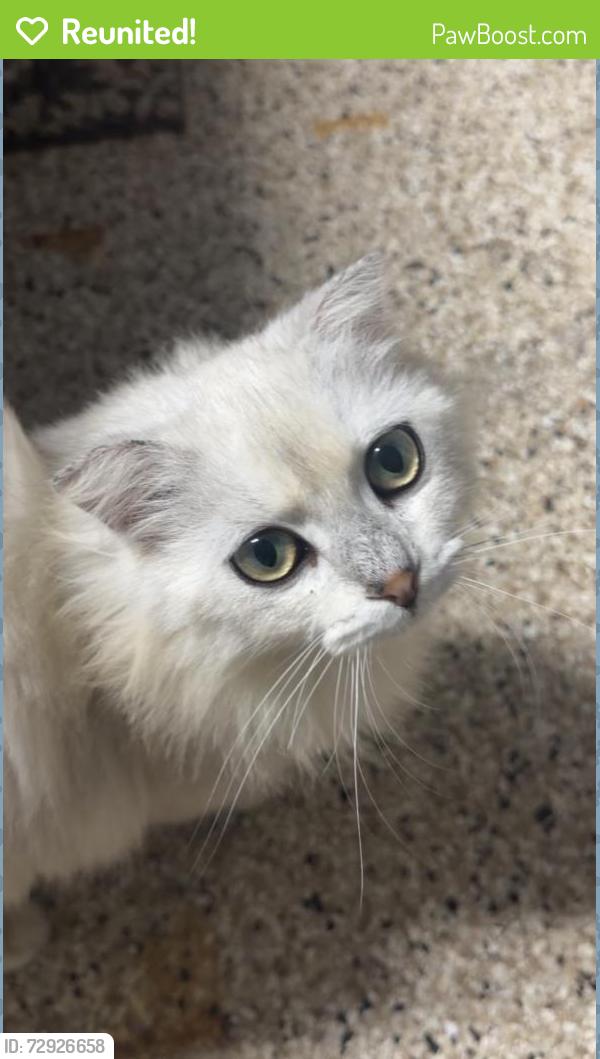 Reunited Male Cat last seen Near Cape Royal Dr, Cypress, TX 77433, USA, Cypress, TX 77433
