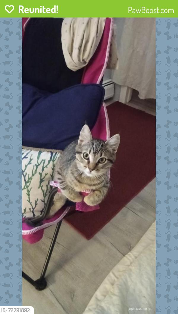 Reunited Female Cat last seen Juliustown road, Browns Mills, NJ, Pemberton Township, NJ 08562