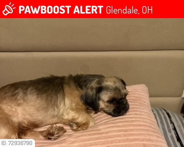 Lost Female Dog last seen Princeton high school, Glendale, OH 45246