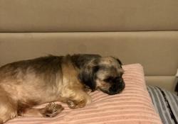Lost Female Dog last seen Princeton high school, Glendale, OH 45246