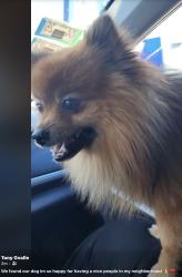 Reunited Male Dog last seen Diversey and central ave, Chicago, IL 60639
