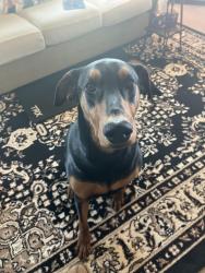 Lost Male Dog last seen Ave 240 east and east m street, Los Angeles County, CA 93535