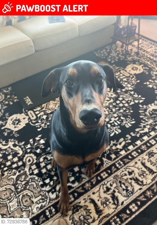 Lost Male Dog last seen Ave 240 east and east m street, Los Angeles County, CA 93535
