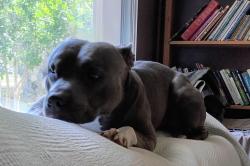 Reunited Male Dog last seen Providence and Tivoli, Deltona, FL 32725