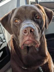 Lost Male Dog last seen Citgo, Archdale NC, Truck stop & Cafe, High Point, NC 27263